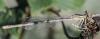 Platycnemis pennipes